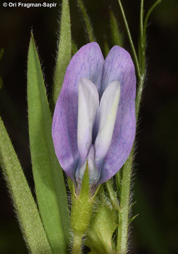 Vicia bithynica  Geotagged,Israel,Spring,Vicia bithynica