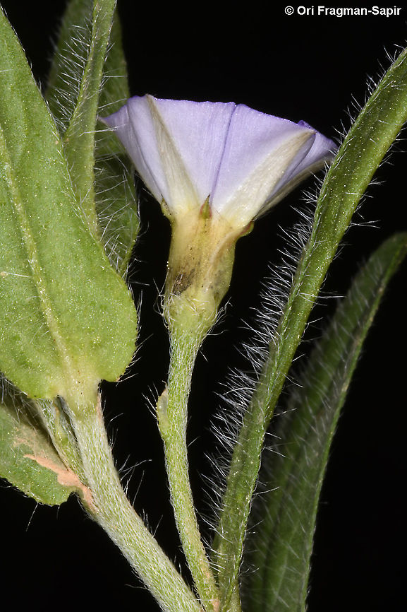 Convolvulus pentapetaloides  Convolvulus pentapetaloides,Geotagged,Grassy Bindweed,Israel,Spring