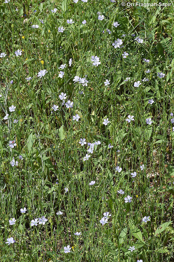 Linum bienne  Geotagged,Israel,Linum bienne,Pale Flax,Spring