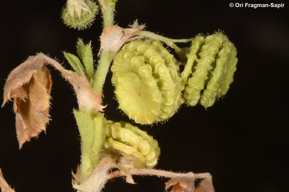 Medicago rugosa  Geotagged,Israel,Medicago rugosa,Spring