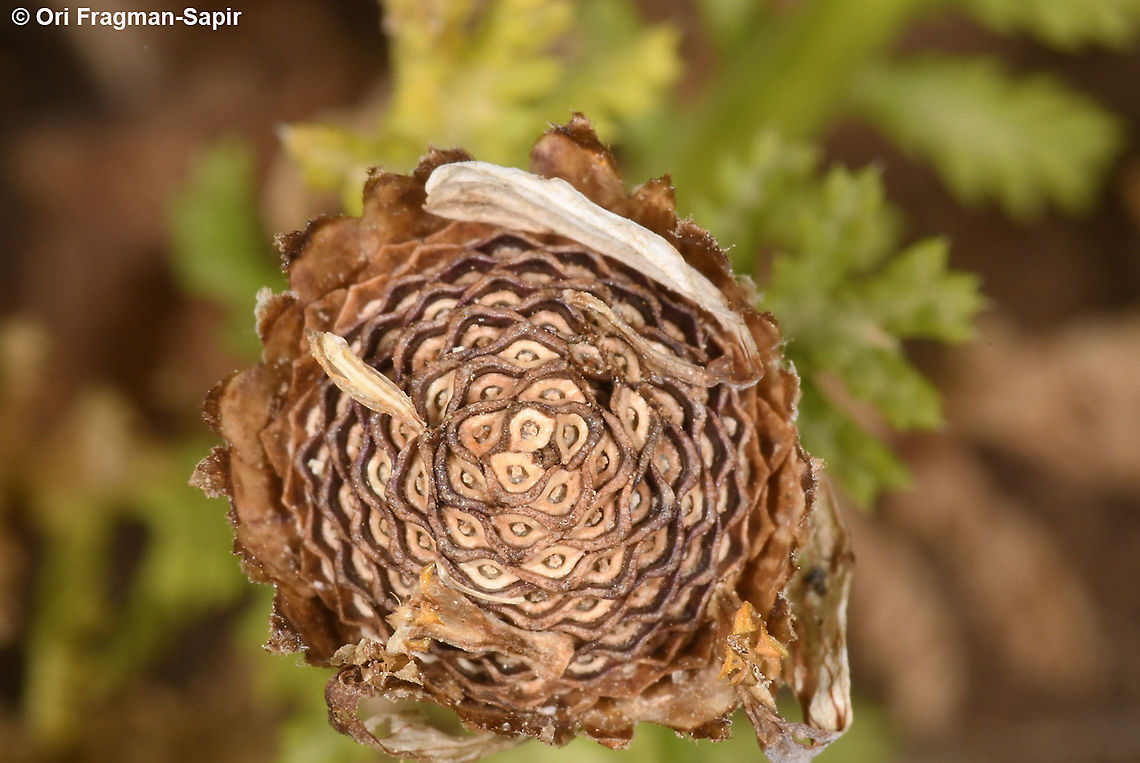 Anthemis amblyolepis  Anthemis amblyolepis,Geotagged,Israel,Spring