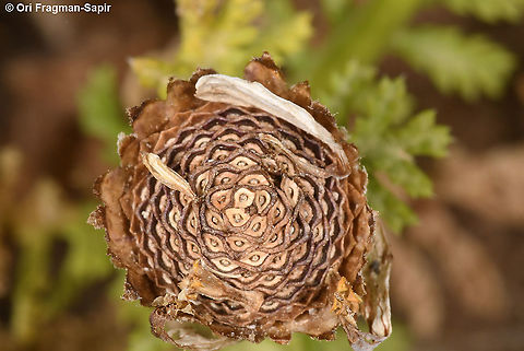 Anthemis amblyolepis  Anthemis amblyolepis,Geotagged,Israel,Spring