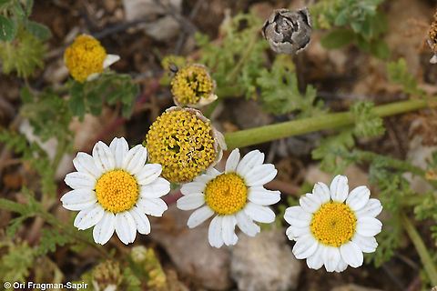 Anthemis amblyolepis  Anthemis amblyolepis,Geotagged,Israel,Spring