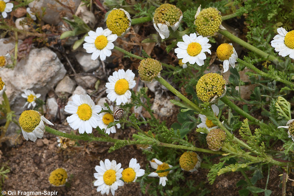 Anthemis amblyolepis  Anthemis amblyolepis,Geotagged,Israel,Spring