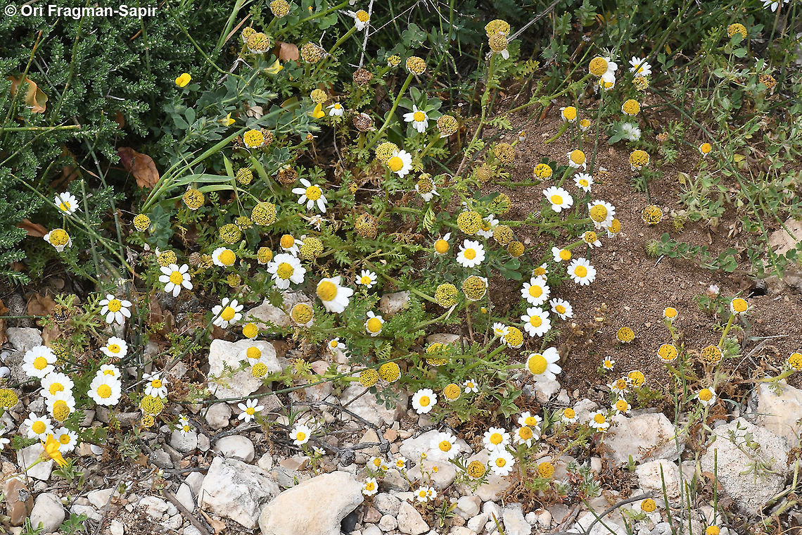 Anthemis amblyolepis  Anthemis amblyolepis,Geotagged,Israel,Spring