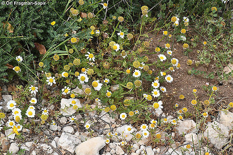 Anthemis amblyolepis  Anthemis amblyolepis,Geotagged,Israel,Spring