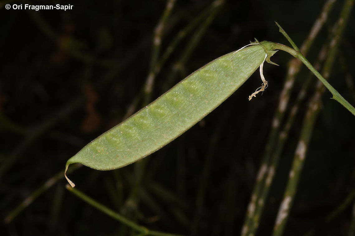 Lathyrus annuus  Geotagged,Israel,Lathyrus annuus,Spring