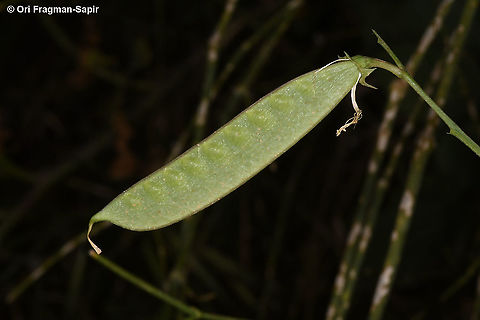 Lathyrus annuus  Geotagged,Israel,Lathyrus annuus,Spring