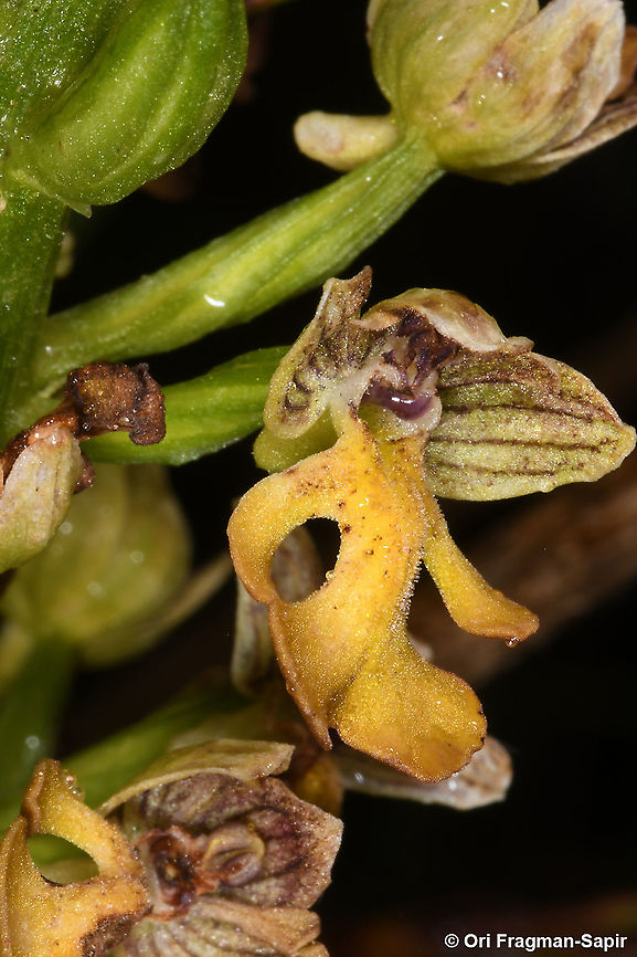 Orchis punctulata  Geotagged,Israel,Orchis punctulata,Small-dotted Orchis,Spring