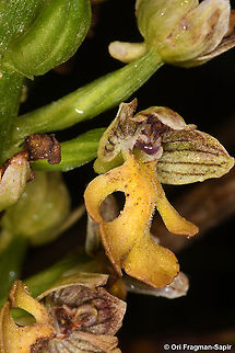 Orchis punctulata  Geotagged,Israel,Orchis punctulata,Small-dotted Orchis,Spring
