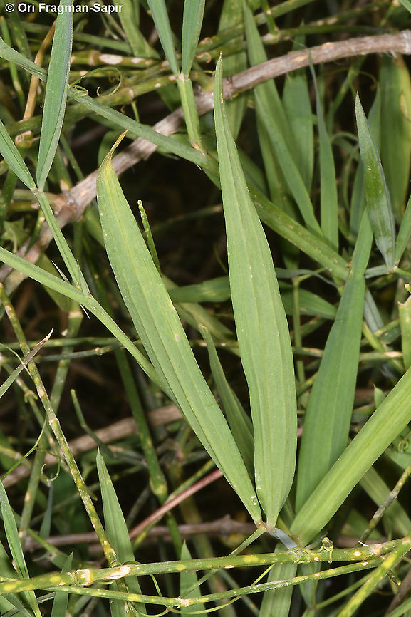 Lathyrus annuus  Geotagged,Israel,Lathyrus annuus,Spring