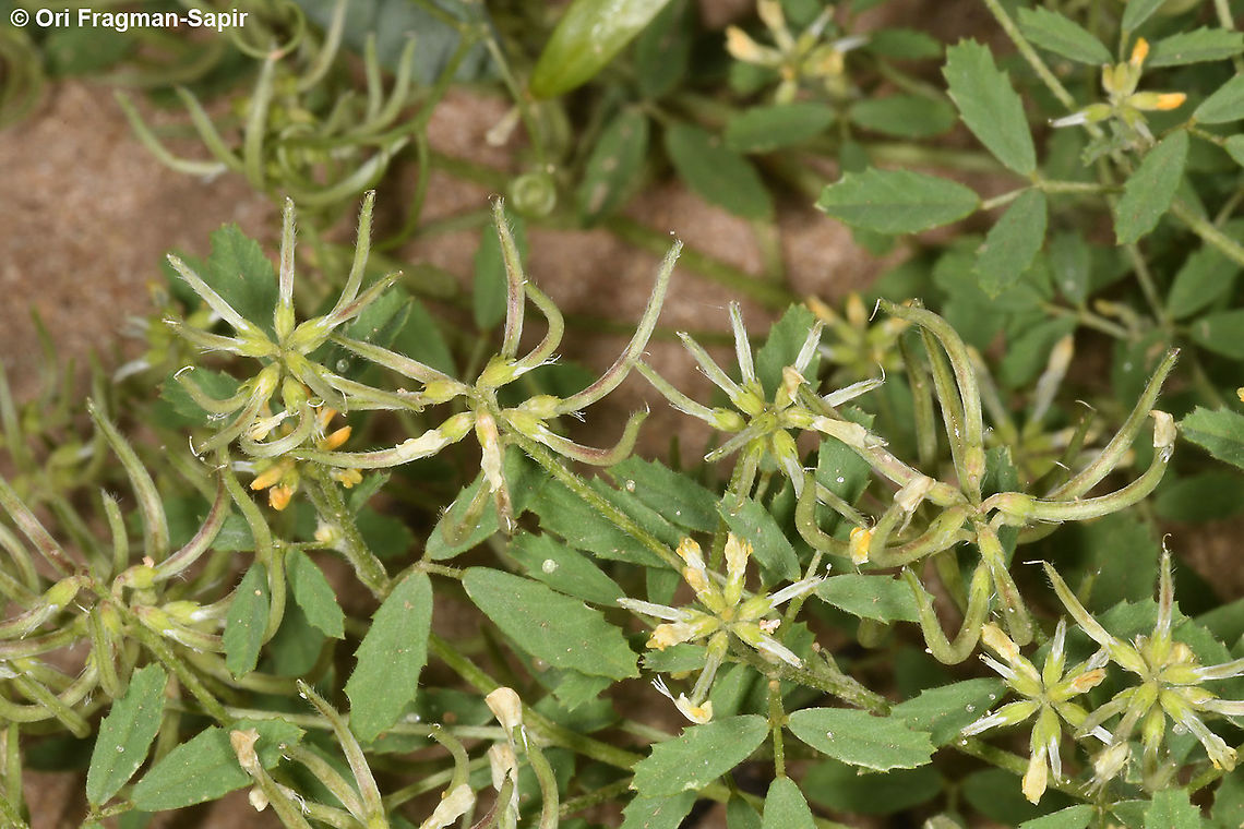 Trigonella cylindracea  Geotagged,Israel,Spring,Trigonella cylindracea