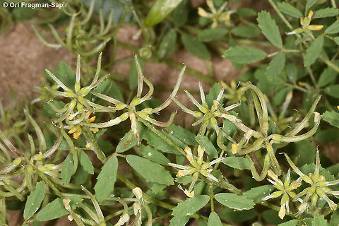 Trigonella cylindracea  Geotagged,Israel,Spring,Trigonella cylindracea