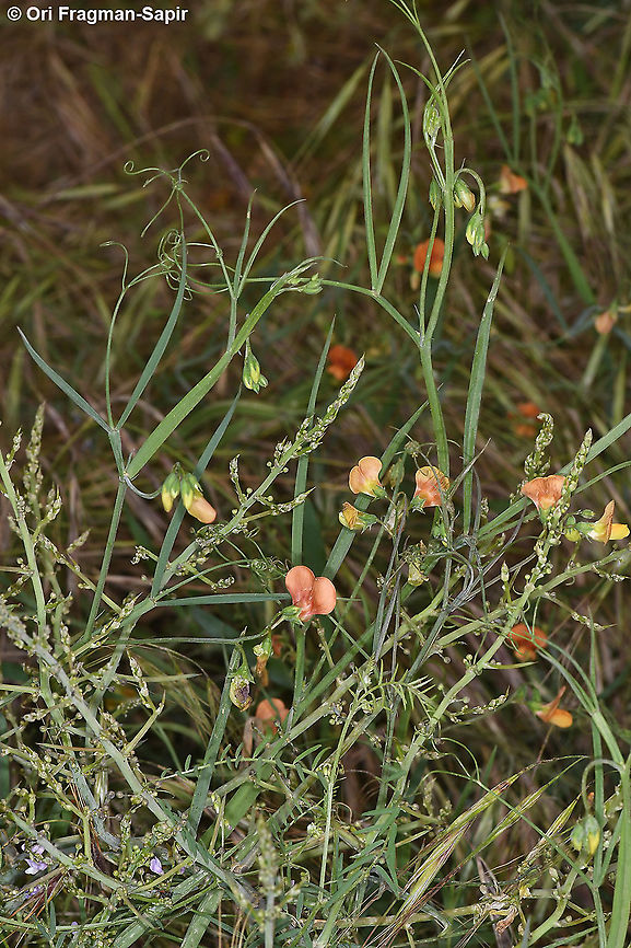 Lathyrus annuus  Geotagged,Israel,Lathyrus annuus,Spring