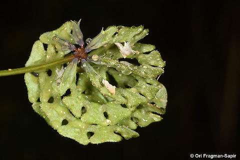 Hippocrepis multisiliquosa  Geotagged,Hippocrepis multisiliquosa,Israel,Spring