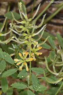 Trigonella cylindracea  Geotagged,Israel,Spring,Trigonella cylindracea
