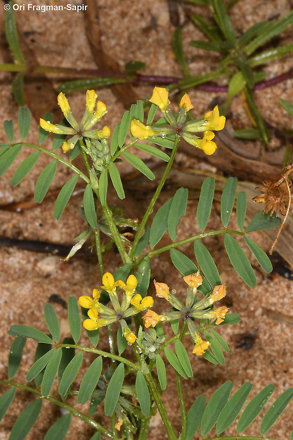 Hippocrepis multisiliquosa  Geotagged,Hippocrepis multisiliquosa,Israel,Spring