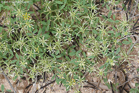 Trigonella cylindracea  Geotagged,Israel,Spring,Trigonella cylindracea