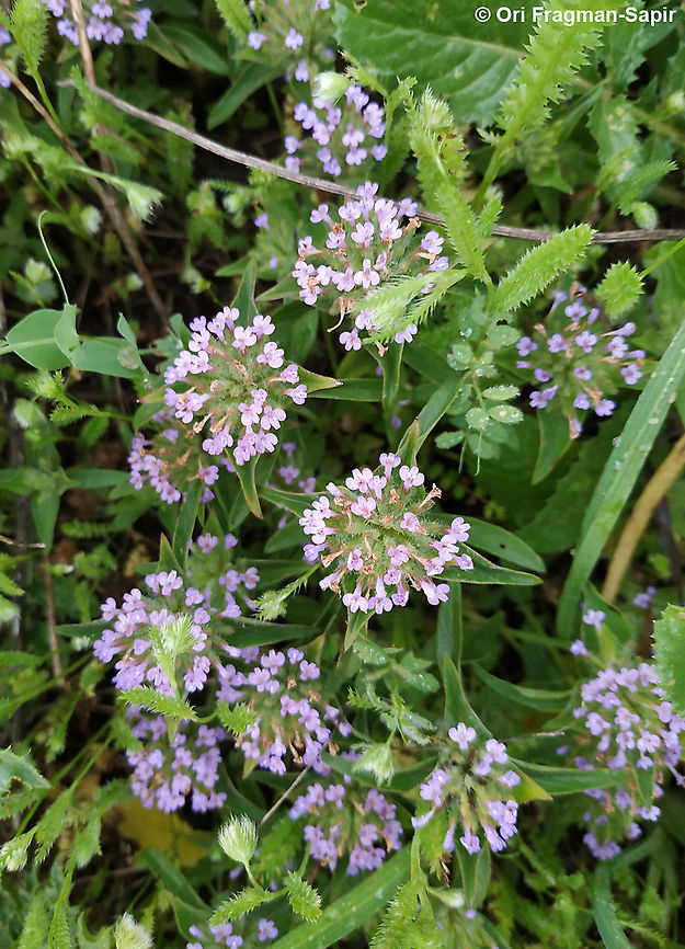 Ziziphora capitata  Geotagged,Israel,Spring,Ziziphora capitata