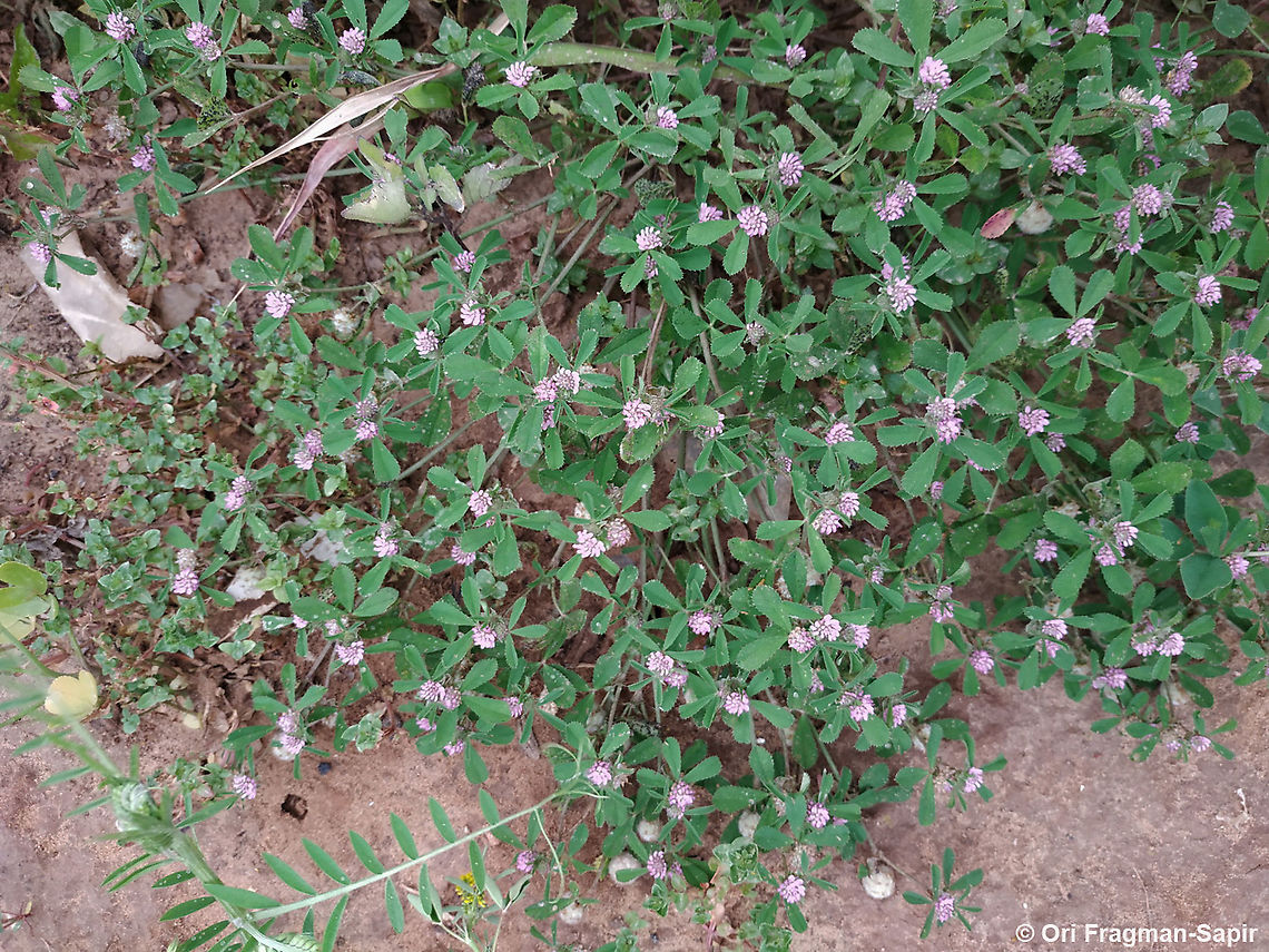 Trifolium tomentosum  Geotagged,Israel,Spring,Trifolium tomentosum,Woolly Clover