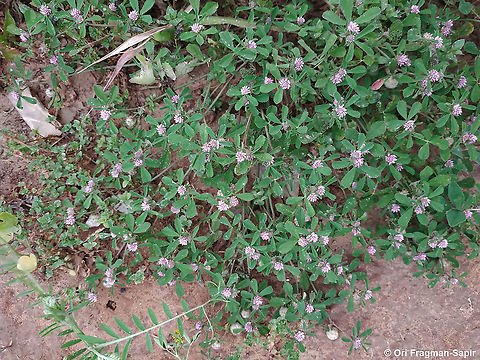Trifolium tomentosum  Geotagged,Israel,Spring,Trifolium tomentosum,Woolly Clover
