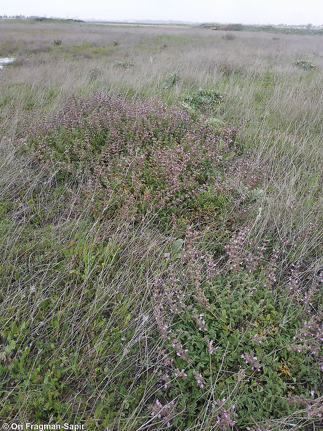 Salvia pinnata  Geotagged,Israel,Salvia pinnata,Spring