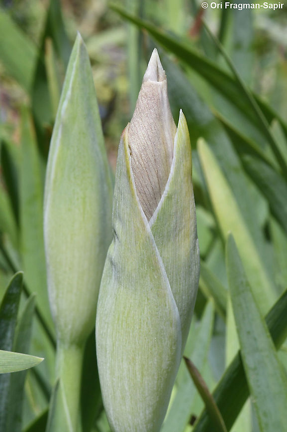 Iris lortetii var. samariae  Geotagged,Iris lortetii,Spring