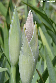 Iris lortetii var. samariae  Geotagged,Iris lortetii,Spring