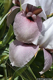 Iris lortetii var. samariae  Geotagged,Iris lortetii,Spring