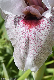 Iris lortetii var. samariae  Geotagged,Iris lortetii,Spring