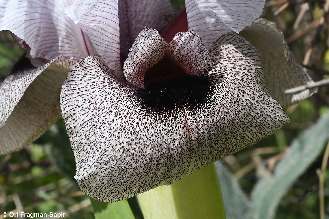 Iris lortetii var. samariae  Geotagged,Iris lortetii,Spring