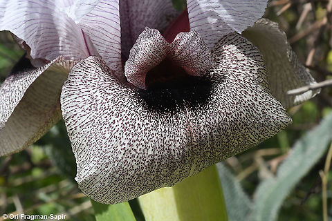 Iris lortetii var. samariae  Geotagged,Iris lortetii,Spring