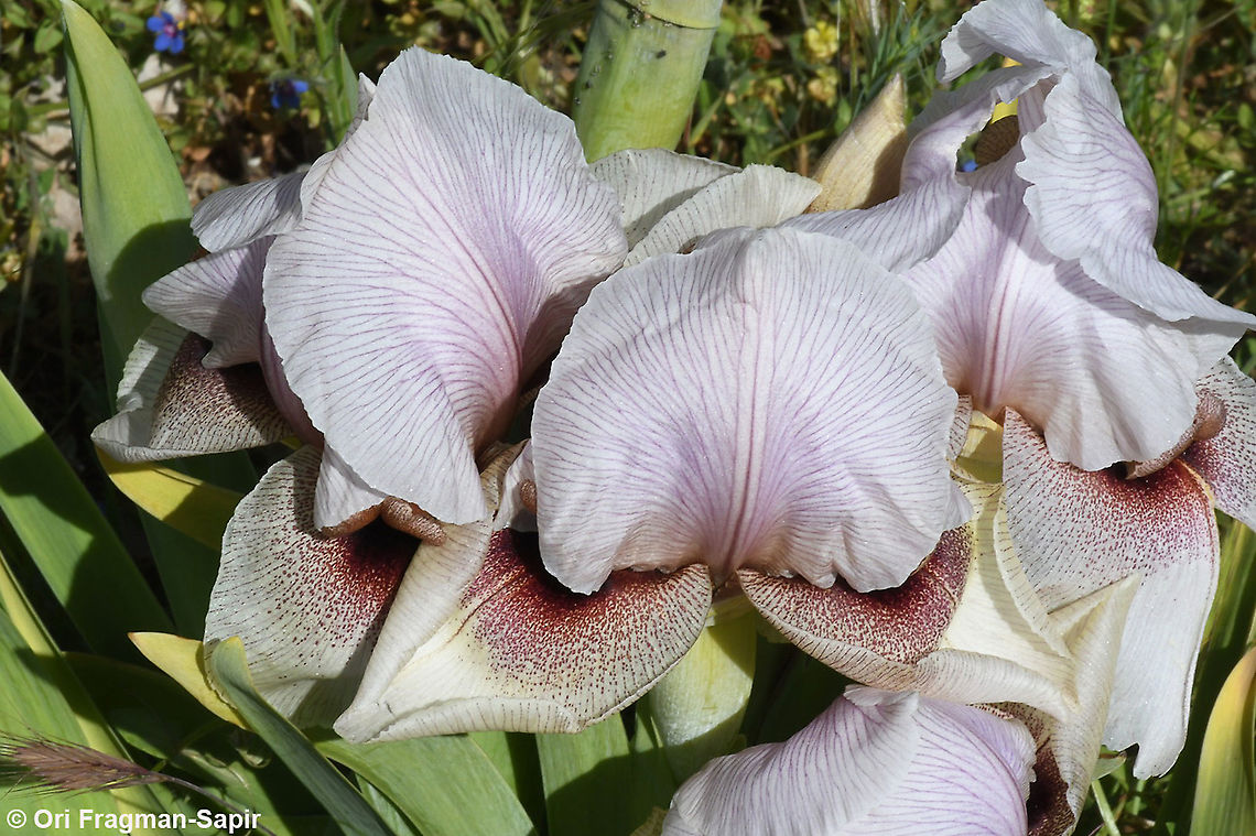 Iris lortetii var. samariae  Geotagged,Iris lortetii,Spring