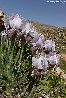 Iris lortetii var. samariae  Geotagged,Iris lortetii,Spring