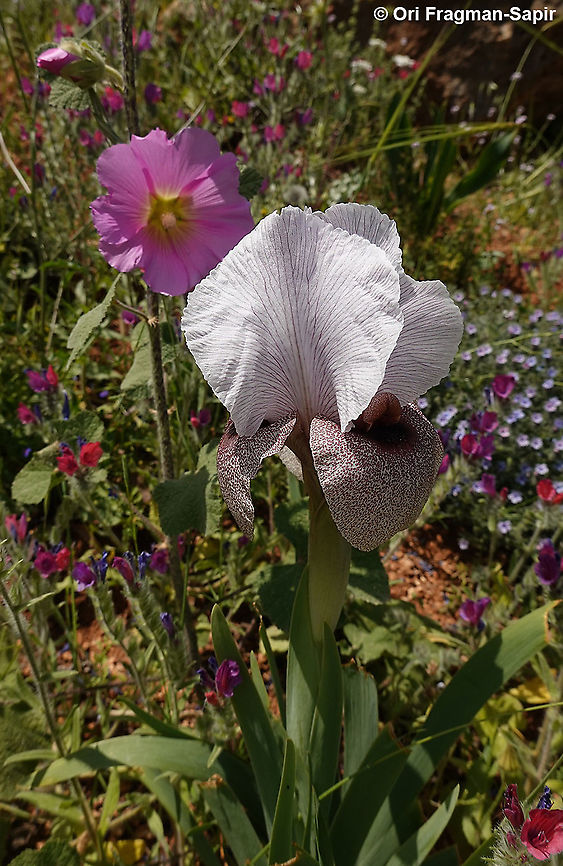 Iris lortetii var. samariae  Geotagged,Iris lortetii,Spring