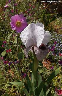 Iris lortetii var. samariae  Geotagged,Iris lortetii,Spring