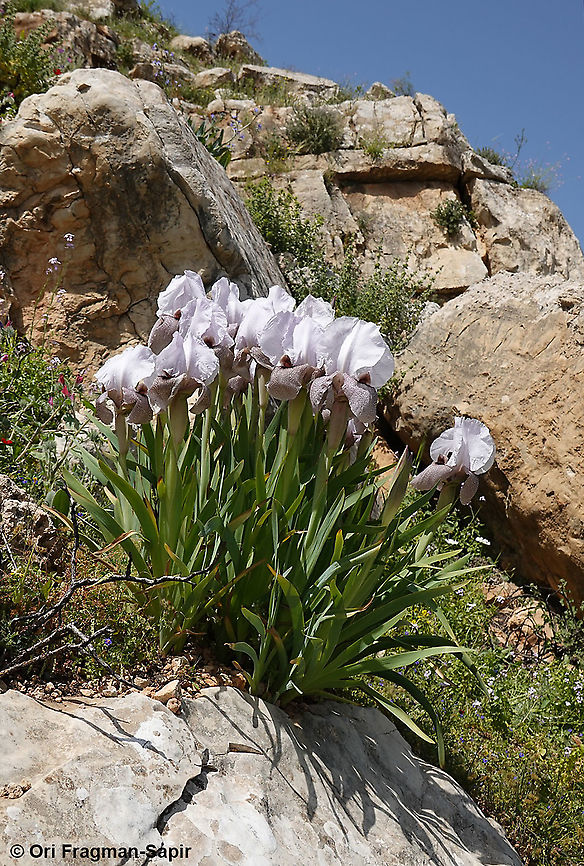 Iris lortetii var. samariae  Geotagged,Iris lortetii,Spring