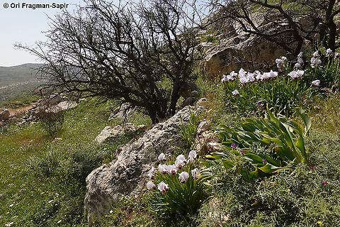 Iris lortetii var. samariae  Iris lortetii