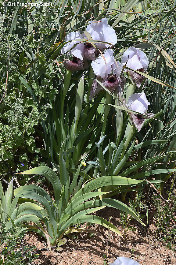 Iris lortetii var. samariae  Geotagged,Iris lortetii,Spring