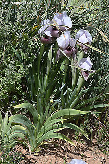 Iris lortetii var. samariae  Geotagged,Iris lortetii,Spring