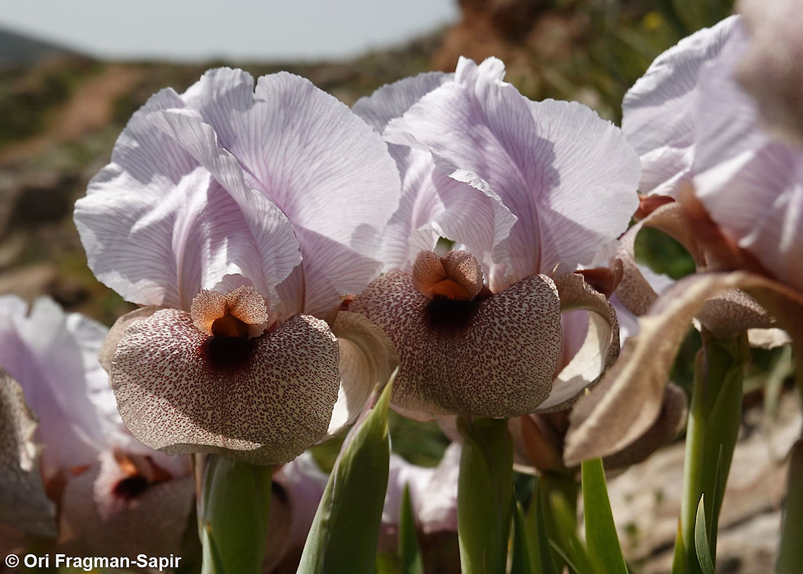 Iris lortetii var. samariae  Geotagged,Iris lortetii,Spring