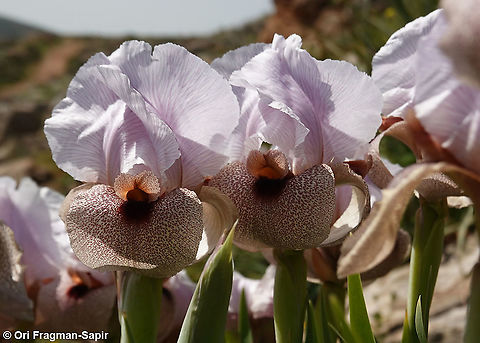 Iris lortetii var. samariae  Geotagged,Iris lortetii,Spring