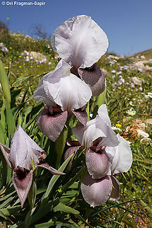 Iris lortetii var. samariae  Geotagged,Iris lortetii,Spring