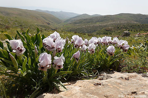 Iris lortetii var. samariae  Geotagged,Iris lortetii,Spring