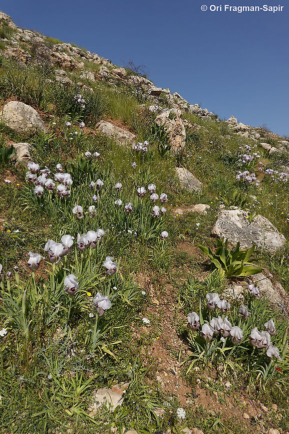 Iris lortetii var. samariae  Geotagged,Iris lortetii,Spring