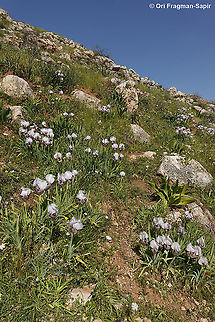 Iris lortetii var. samariae  Geotagged,Iris lortetii,Spring