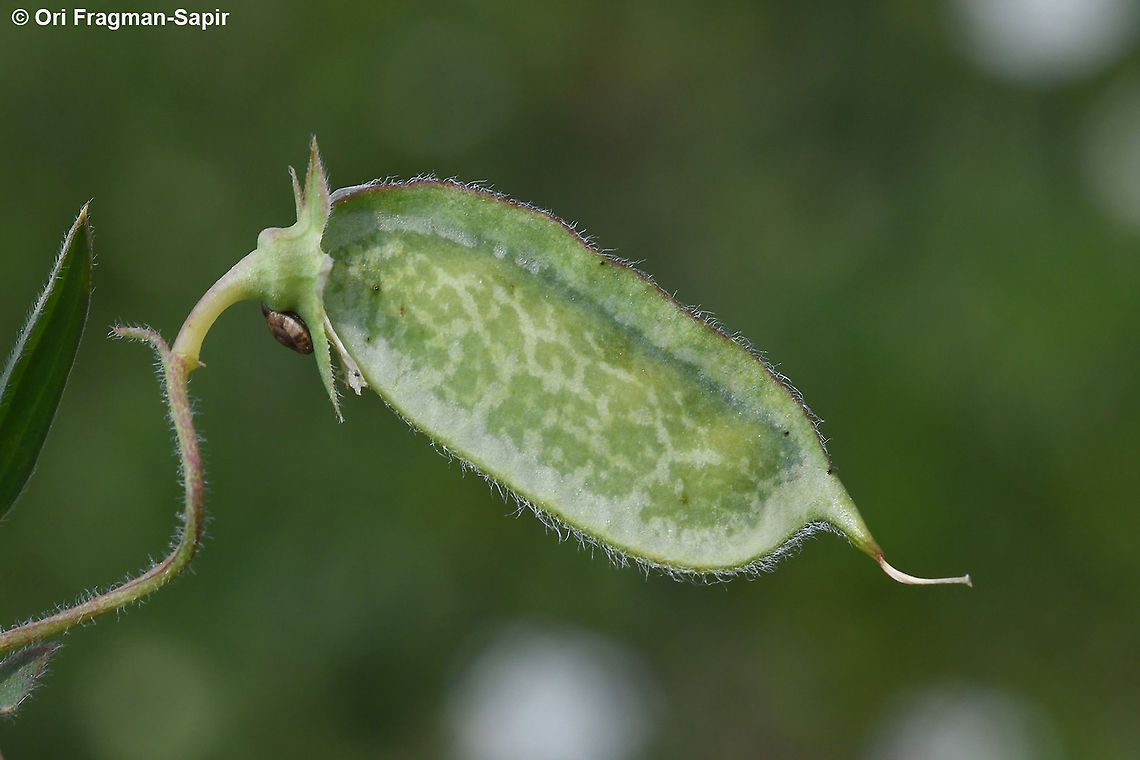 Lathyrus blepharicarpos  Geotagged,Lathyrus blepharicarpos,Spring