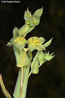 Bupleurum lancifolium