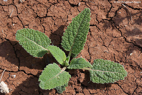 Salvia syriaca  Geotagged,Salvia syriaca,Spring