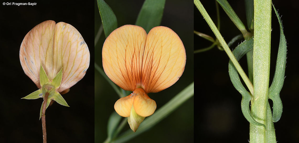 Lathyrus gorgoni  Geotagged,Lathyrus gorgoni,Spring